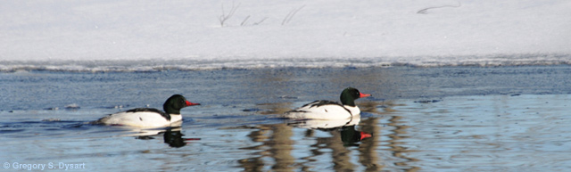 Common Merganser