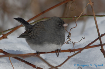 Dark-eyed Junco
